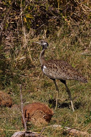 152 Okavango Delta, zwartbuiktrap.jpg